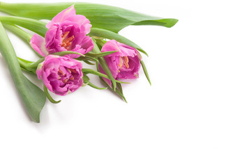 Pink tulips isolated on white for Your text