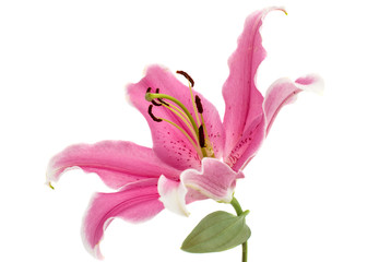 pink lily isolated - obrazy, fototapety, plakaty