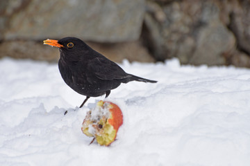 uccelli, uccelli in volo,uccello inverno, becco piume,