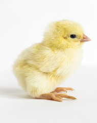 Little yellow chick