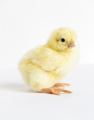 Little yellow chick