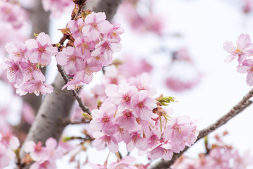 お寺の河津桜