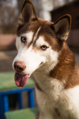 Husky Dog sits on a site for dog training
