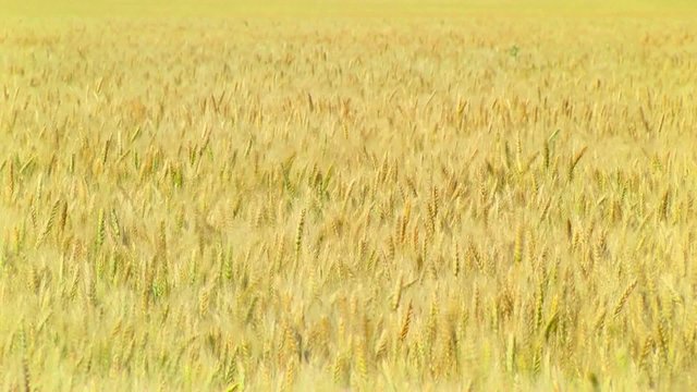 Золотое поле пшеницы. Урожай. Хлеб