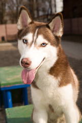 Husky Dog sits on a site for dog training