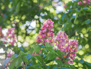 Flower of chestnut tree of pink flower on tree