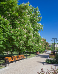 Bench in the park, under the chestnut trees