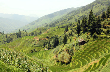 Fototapeta na wymiar Landscape with Rice Paddy Terraces, Pinjan, China, Asia