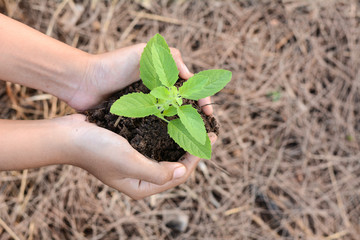 Holy basil In human hands