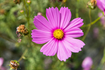 Fototapeta premium Cosmos flowers blooming in the garden