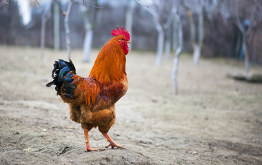 Brown red free chicken rooster in rustic farm yard