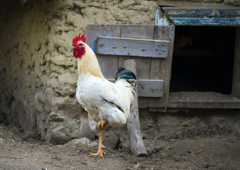 White rooster in a farm yard © tutye