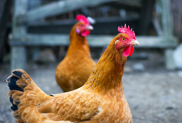 Free range chickens roam the yard on a small farm