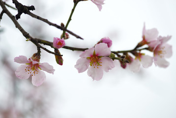 Flower of almond close-up
