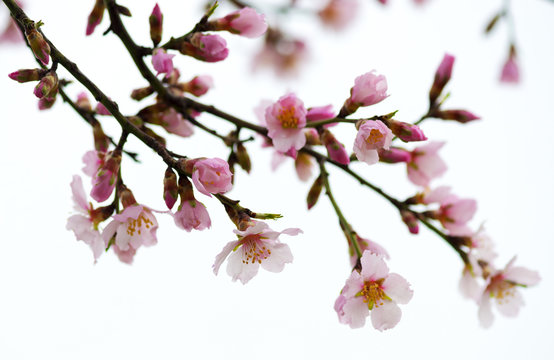 Spring flowering branches, pink flowers, no leaves, blossoms Almond