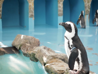 Fototapeta premium 横向きペンギン