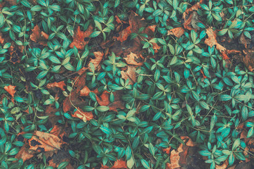 Green plant background