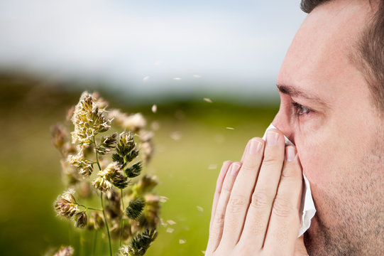 allergy season / rape / Flowering grasses that are the cause of many allergies