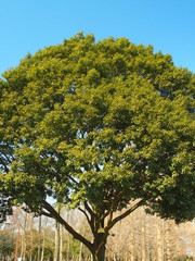 早春のシラカシ