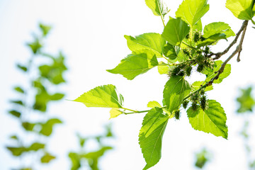 young mulberry on branch