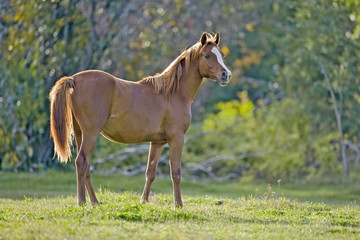 Obraz na płótnie Canvas Young chestnut Horse at pasture