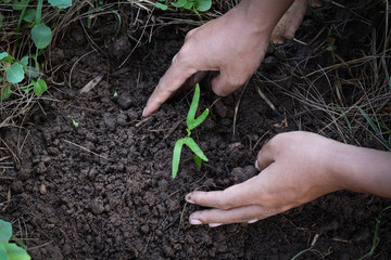 Human hand are planting morning glory