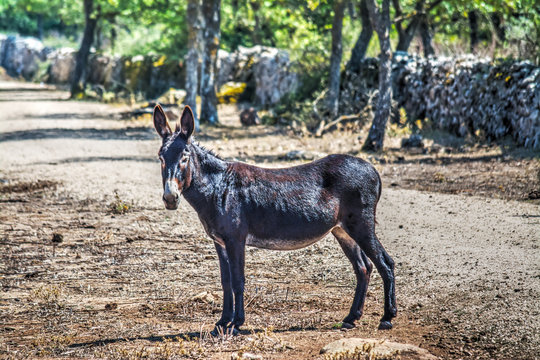 brown donkey in a dirt road in Sardinia
