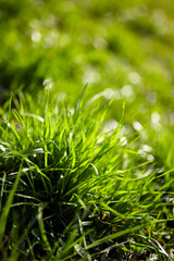 Grass closeup