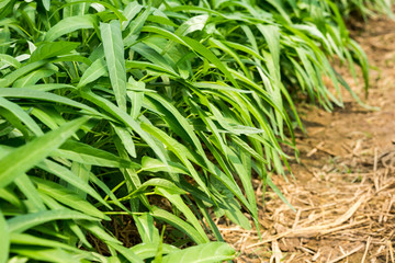 Morning Glory in the field