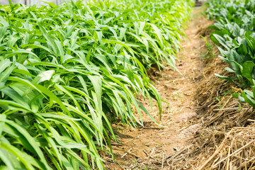 Obraz premium Morning Glory in the field