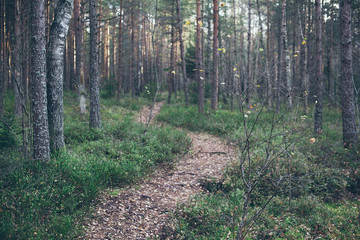 Path in a forest