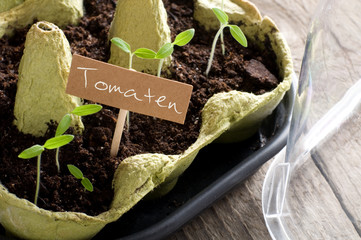 Tomato seedlings growing in mini-greenhouse with cardboard