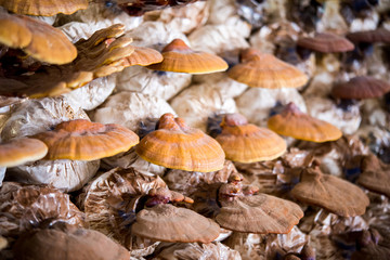 Lingzhi mushrooms in mushroom farm