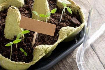 Tomato seedlings in mini-greenhouse