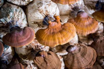 Lingzhi mushrooms in mushroom farm