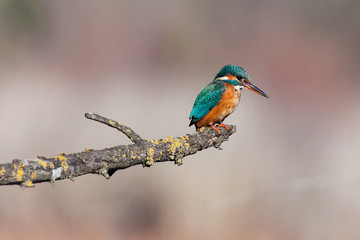 Martin-pêcheur d'Europe juste avant le prinptemps - Alcedo atthis - Common Kingfisher