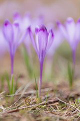 Crocus Meadow