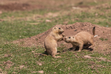 Black-Tailed Prairie marmot (Cynomys Ludovicianus)