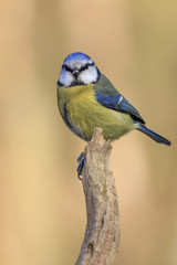 Blue Tit (Parus caeruleus)