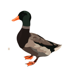 mallard
