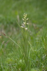 Waldvöglein (Cephalanthera spec)