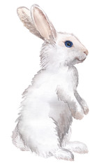 Naklejka premium biały królik na białym tle