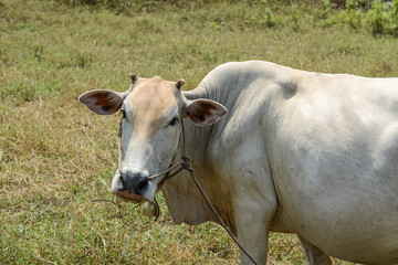 Obraz premium Cow in the meadow