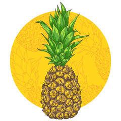 Vector pineapple illustration, hand drawn ananas sketch with yellow background 