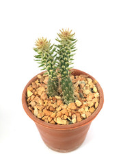 a pot of cactus isolated on white background