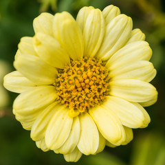 Argyranthemum