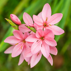 Cluster Of Pink