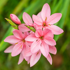 Obraz premium Cluster Of Pink