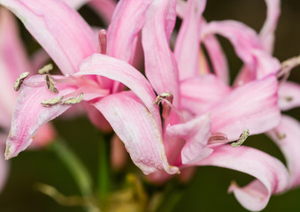 Nerine