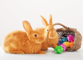 rabbits with Easter eggs on white background